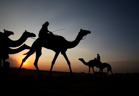 Velbloudi-EMIRATES