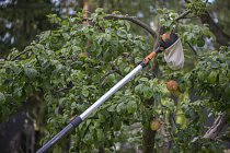Fiskars_Action_Garden_QuikFit_Fruit_picker(1)