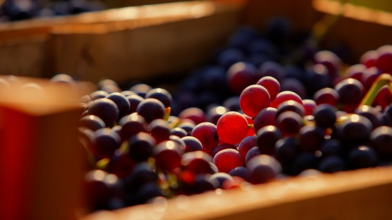 Vendemmia5