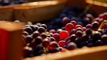 Vendemmia5