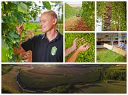 Staropramen_Údolí Zlatého potoka_sklizeň 2